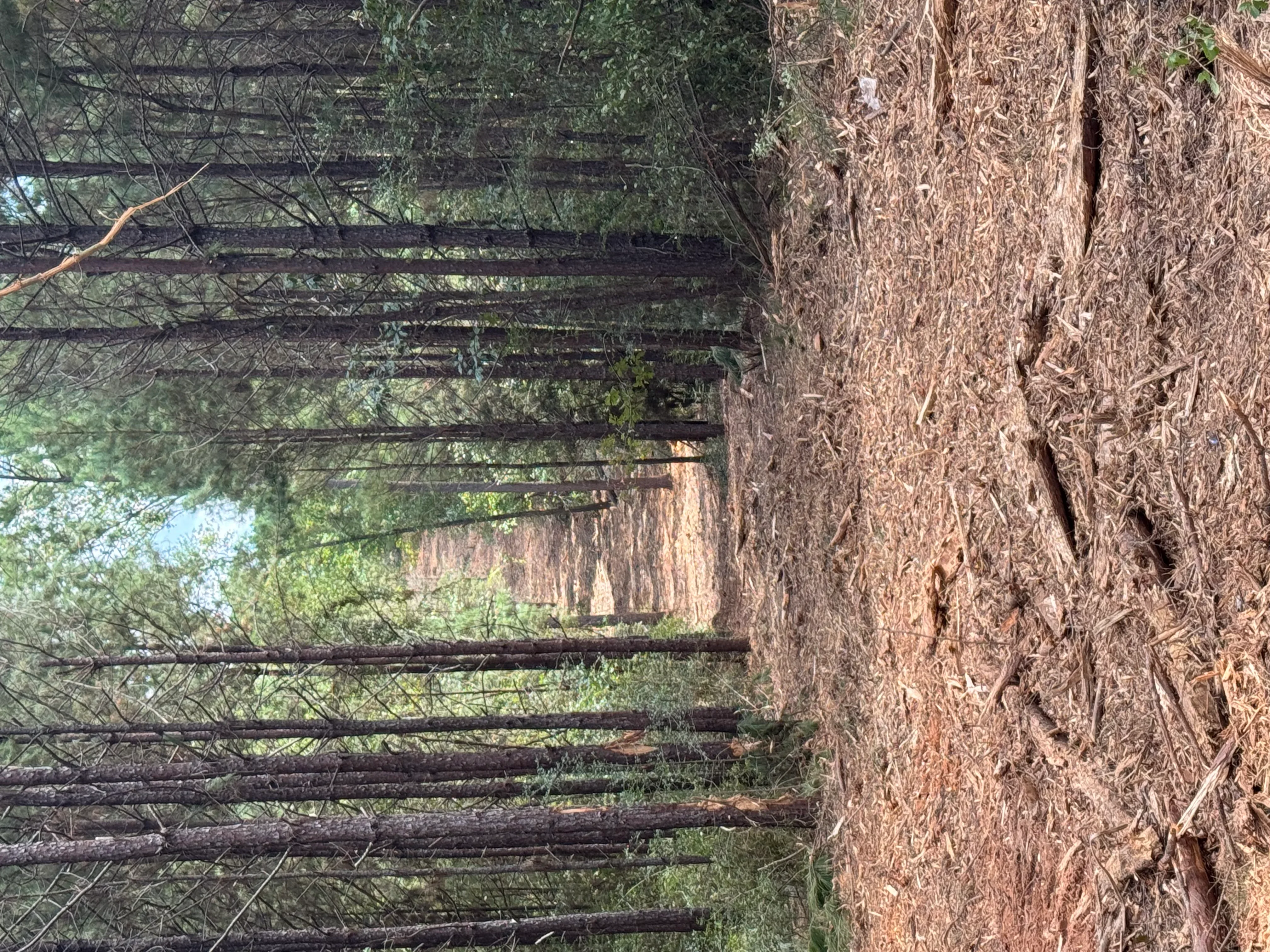 Cleared forestry site with stacked logs, removed brush, and exposed earth after timber removal