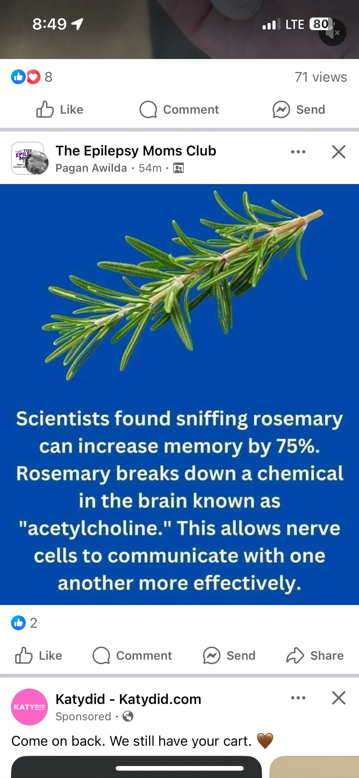 Fresh-cut rosemary branch with green needles and tan woody stem on blue background
