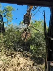 Large tree removal with stump grinding and cleared brush on sandy terrain